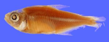 Media type: image; Ichthyology 20763